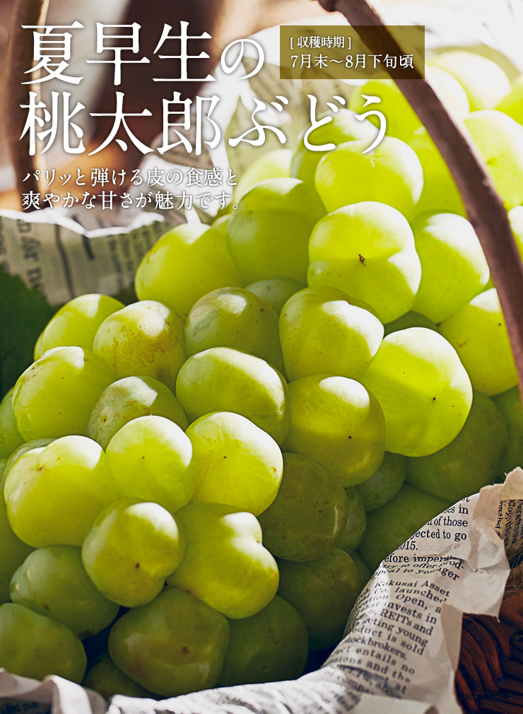 秋旬の桃太郎ぶどう 通販 岡山果物カタログ では産地直送いたします