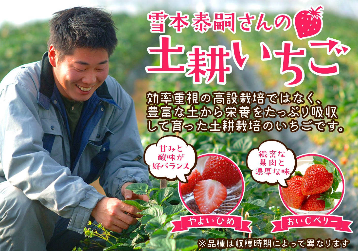 厳選大粒 雪本さんの土耕栽培いちご 岡山果物カタログ