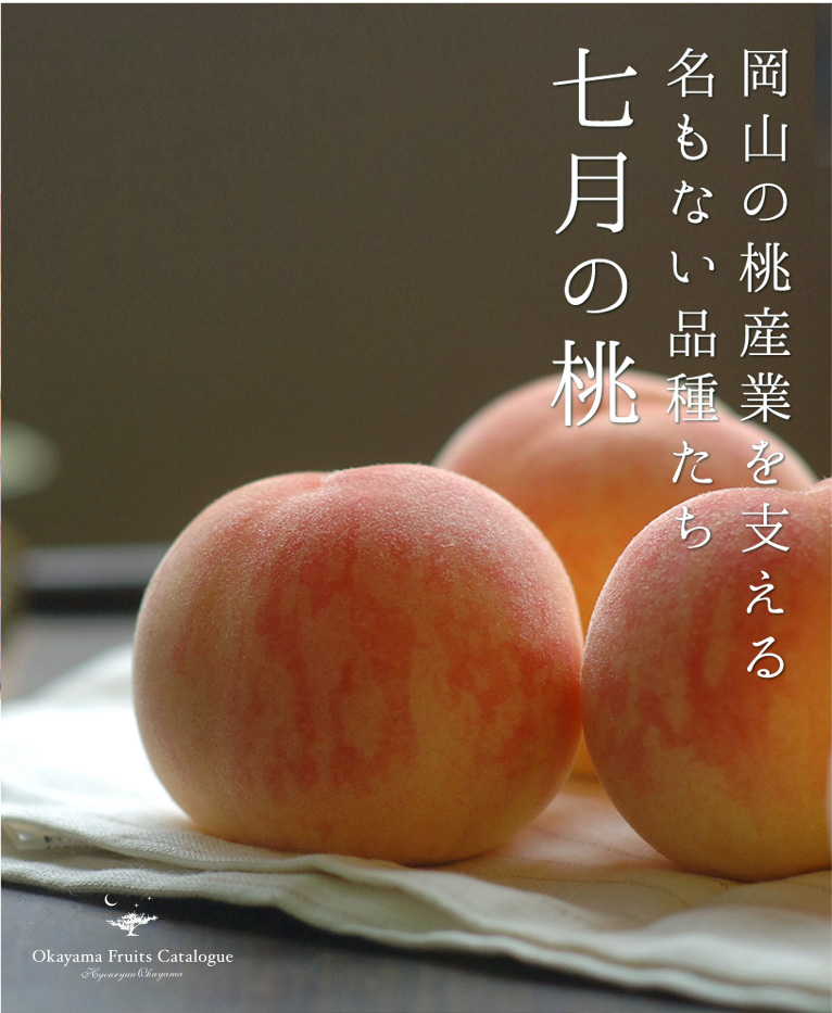 桃生産者の桃のコンポート（清水白桃） - 通販 - sge.com.br