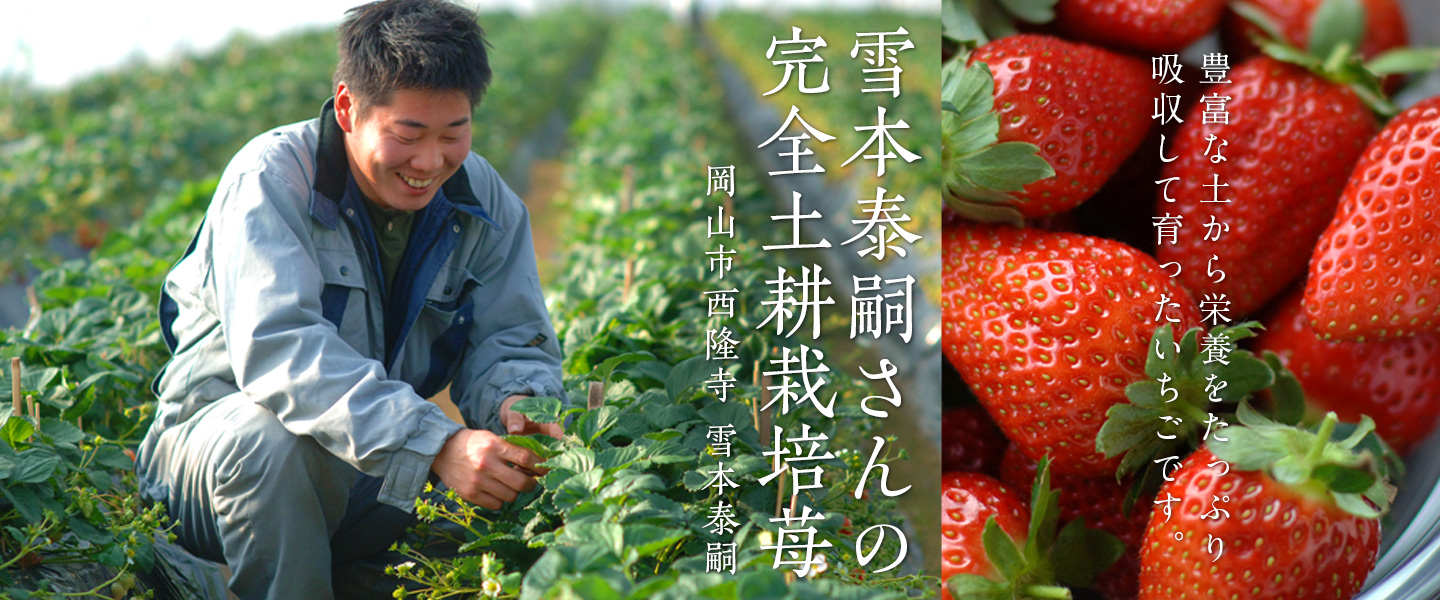 苺,土耕栽培苺,いちご,おいcベリー,やよいひめ