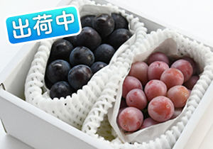 クイーンニーナ・ピオーネ詰合せ