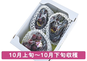 家庭用 オーロラブラック