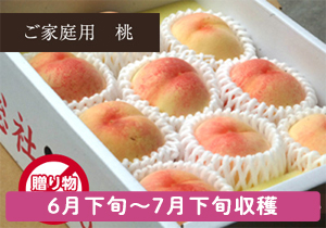 ご家庭用総社の桃