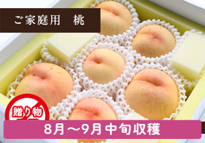ご家庭用総社の晩生桃