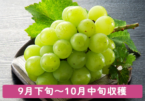 極大粒翠峰