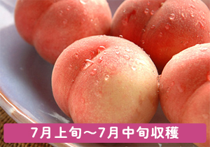 総社の桃桃夭お土産ギフト