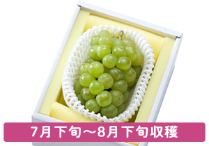 夏早生の桃太郎ぶどう