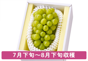 シャインマスカット大房800g